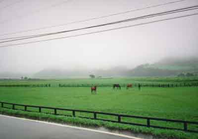 雨の中を放牧されているお馬さん達