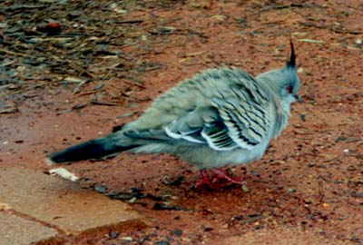 よく見かけた、鳩に似た鳥