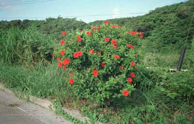 南国な風景。ハイビスカス