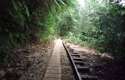 屋久島の道