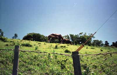 都井岬の野生馬